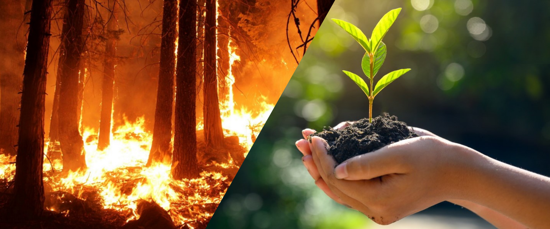 Plantează un copac în Metavers și Coreea de Sud va planta doi în realitate