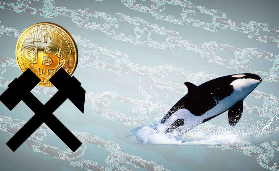 Așa reacționează Balenele și Minerii Bitcoin la bear market Bálnák és bányászok a medvepiac alatt Hogyan reagál a két csoport mycryptoption
