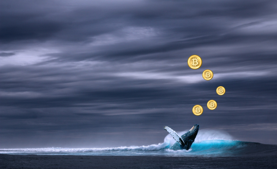 Urmărirea balenelor Bitcoin: Cum pot fi urmărite balenele Bitcoin? Bitcoin bálnák nyomon követése Hogyan lehet nyomon követni a Bitcoin bálnákat mycryptoption