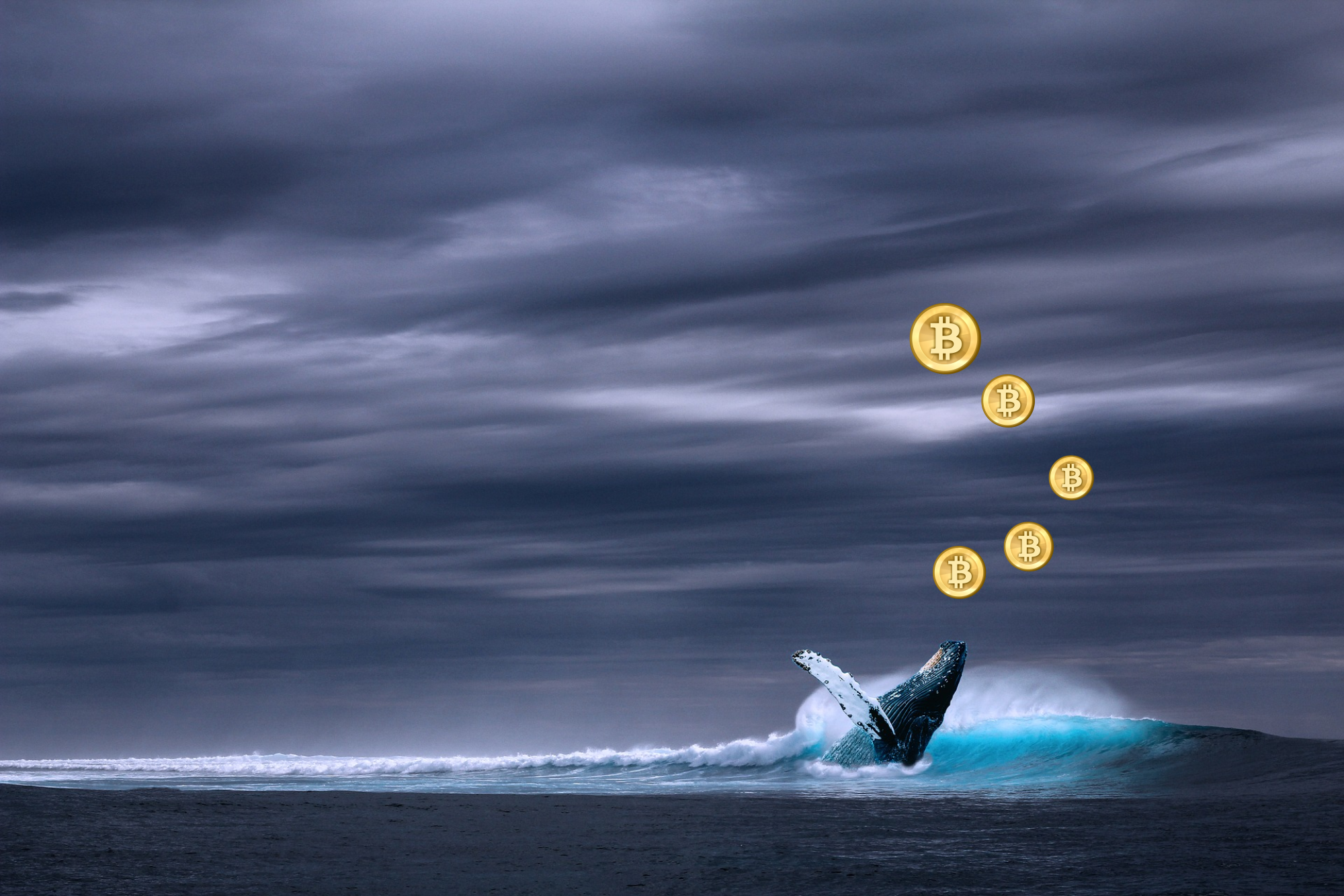 Urmărirea balenelor Bitcoin: Cum pot fi urmărite balenele Bitcoin? Bitcoin bálnák nyomon követése Hogyan lehet nyomon követni a Bitcoin bálnákat mycryptoption